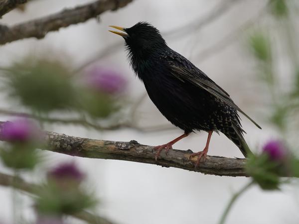 Spreeuw (Sturnus vulgaris)